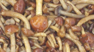 Funghi Nameko